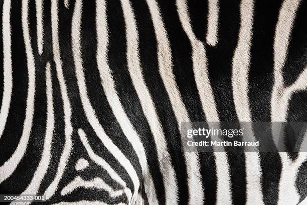 zebra (equus burchellii) close-up (digital enhancement) - zebratryck bildbanksfoton och bilder