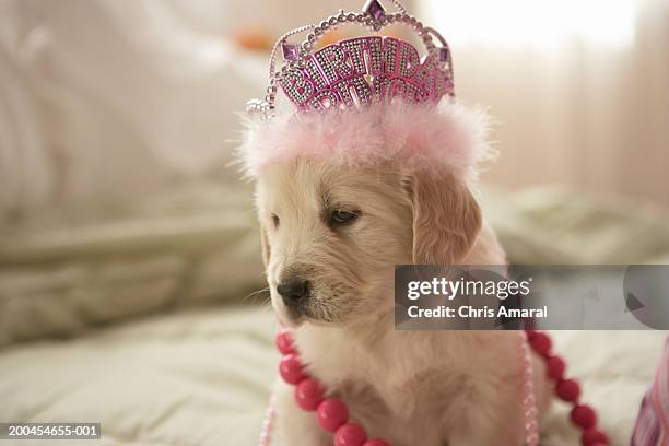 dog with decorations on bed - dog tiara stock pictures, royalty-free photos & images