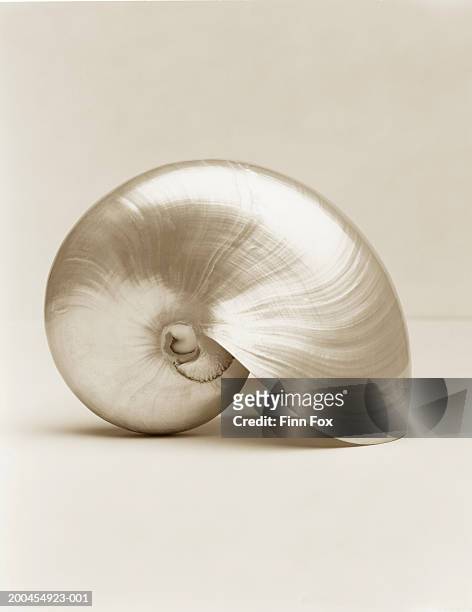 pearlised nautilus sea shell, close-up - nautilus stockfoto's en -beelden