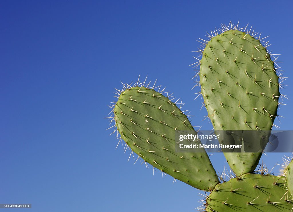 Prickly pear cactus (Opuntia sp.) against blue sky