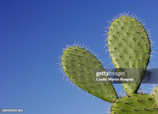 prickly pear cactus (opuntia sp.) against blue sky - kaktus bildbanksfoton och bilder