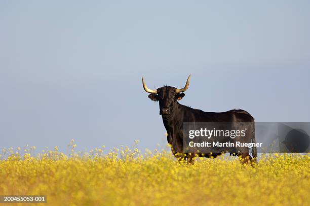 bull standing in field - toro animal fotografías e imágenes de stock