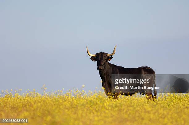 bull standing in field - bullock bildbanksfoton och bilder
