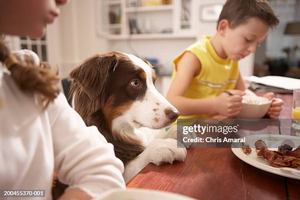 children (6-8) in kitchen at table with dog - dog eating a girl out stock pictures, royalty-free photos & images