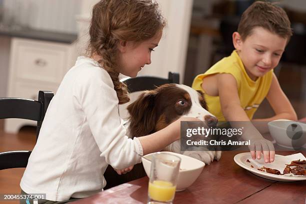 children (6-8) at table feeding dog - dog eating a girl out stock pictures, royalty-free photos & images
