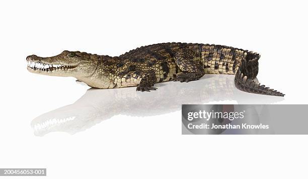 crocodile (crocodylus) - kräldjur bildbanksfoton och bilder