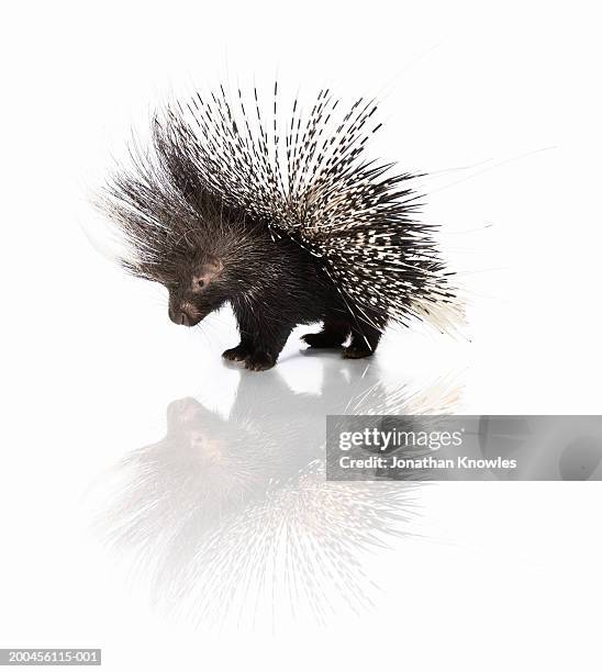 porcupine (hystrix cristata) - porcupine stockfoto's en -beelden