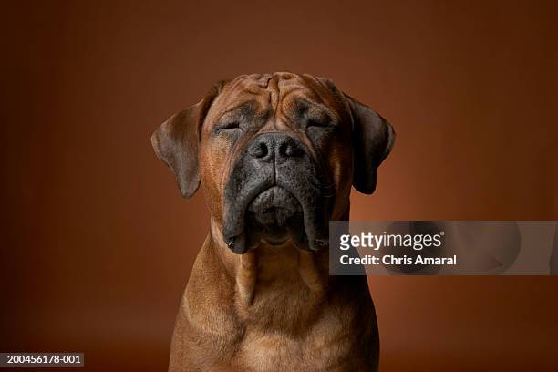 dog - animal nose bildbanksfoton och bilder