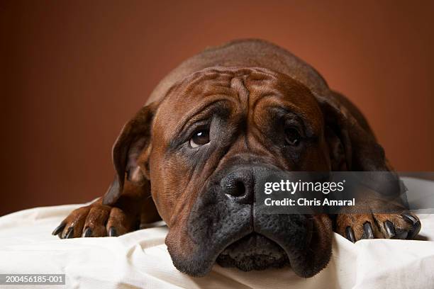 dog laying down - sad dog stock-fotos und bilder