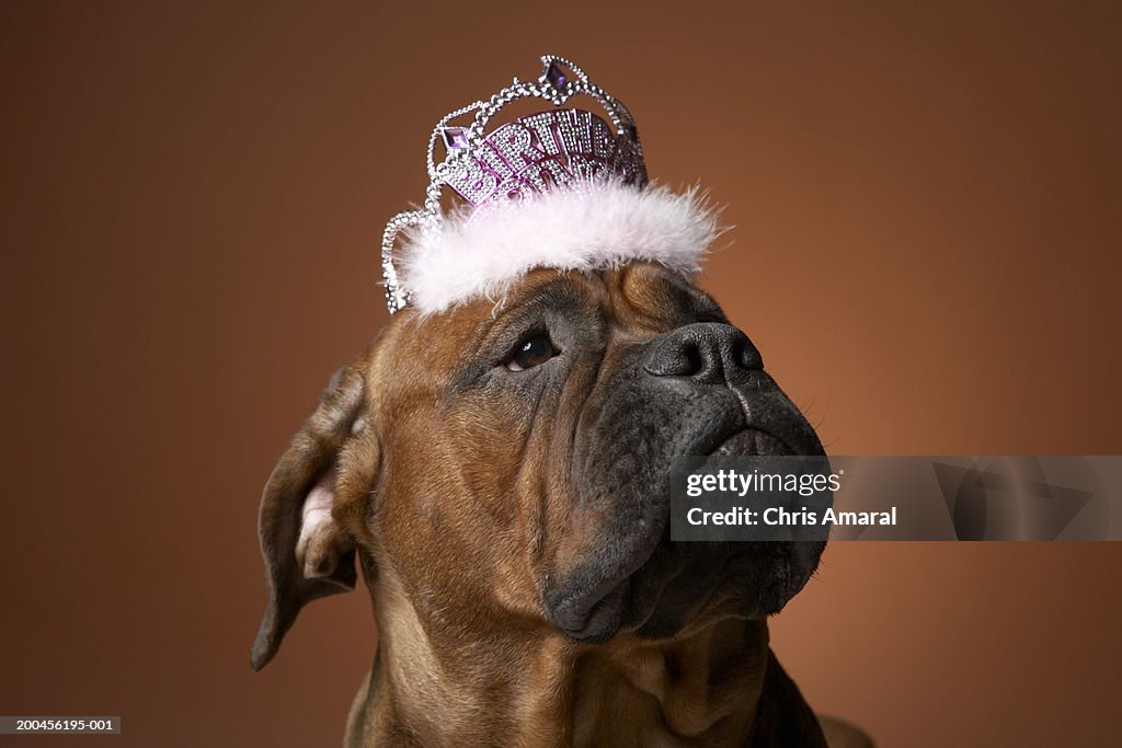 Dog with birthday crown on head