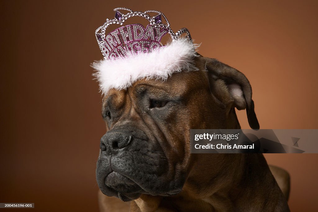 Dog with birthday crown on head