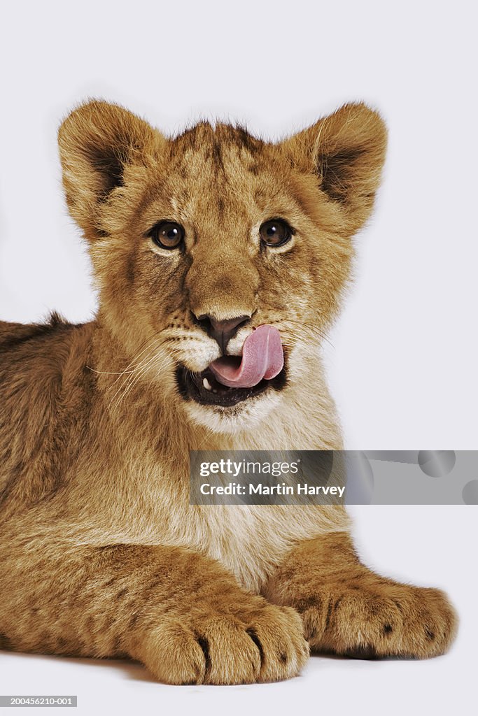 Lion cub (Panthera leo) against white background, licking nose
