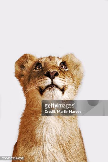 lion cub (panthera leo) against white background, looking up - lion cub stockfoto's en -beelden