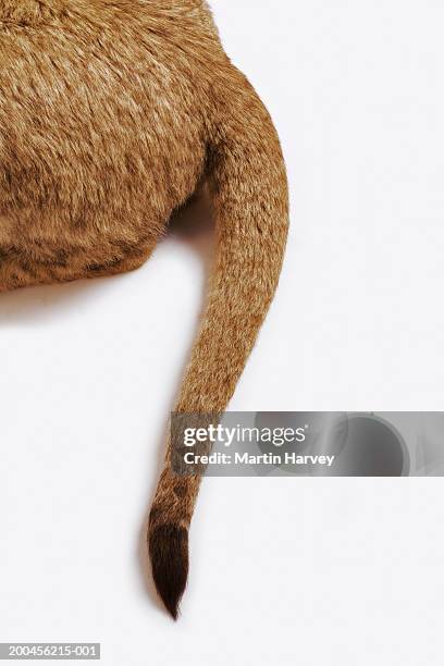 lion cub (panthera leo) against white background, low section - cubs stock pictures, royalty-free photos & images