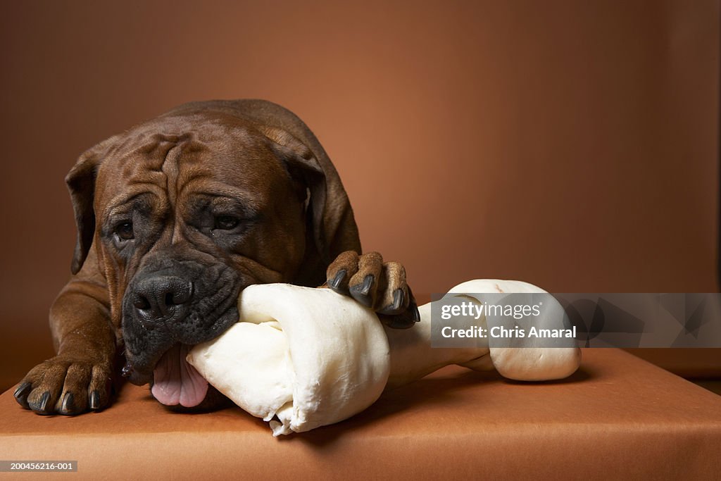 Dog with rubber bone