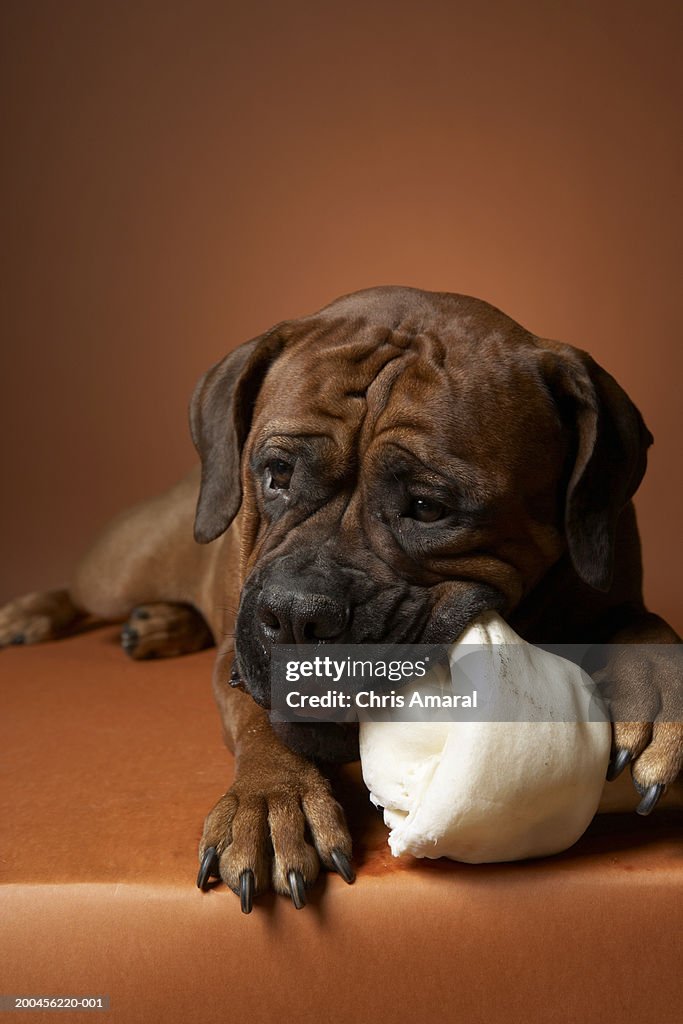 Dog with rubber bone