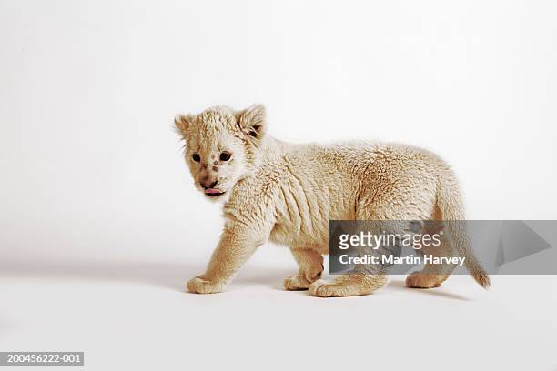 white lion cub (panthera leo krugeri) against white background - lion white background imagens e fotografias de stock