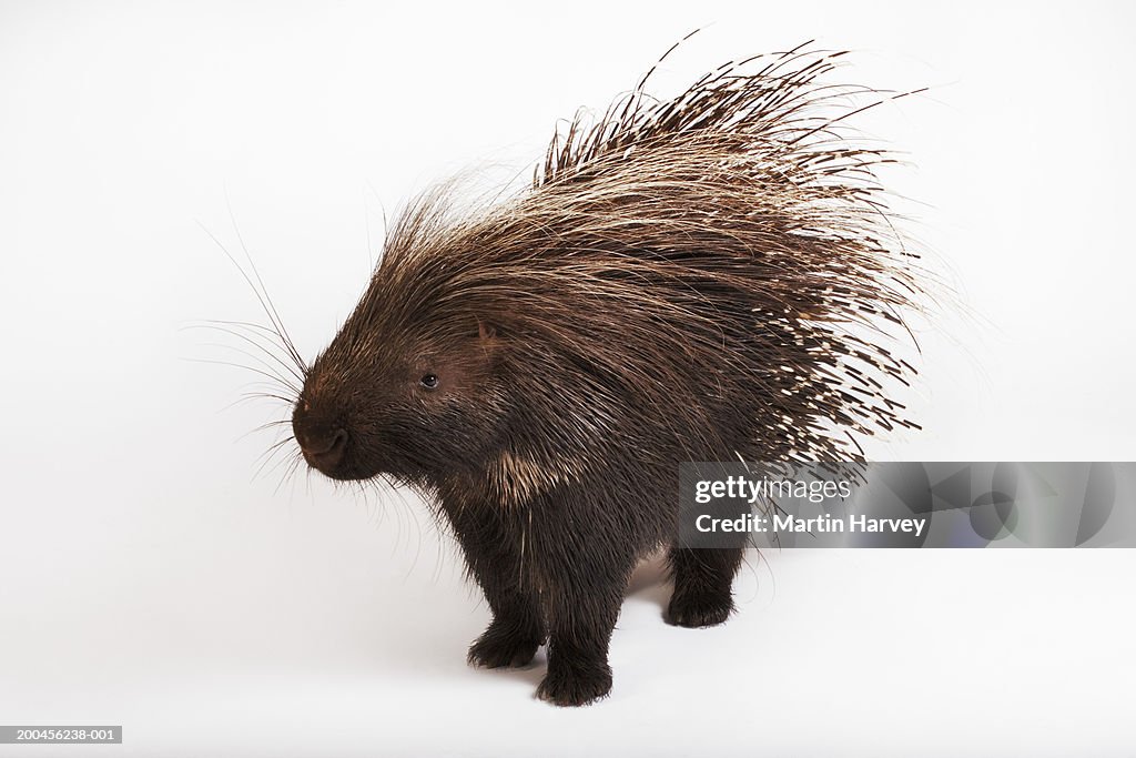 Cape porcupine (Hystrix africaeaustralis) against white background