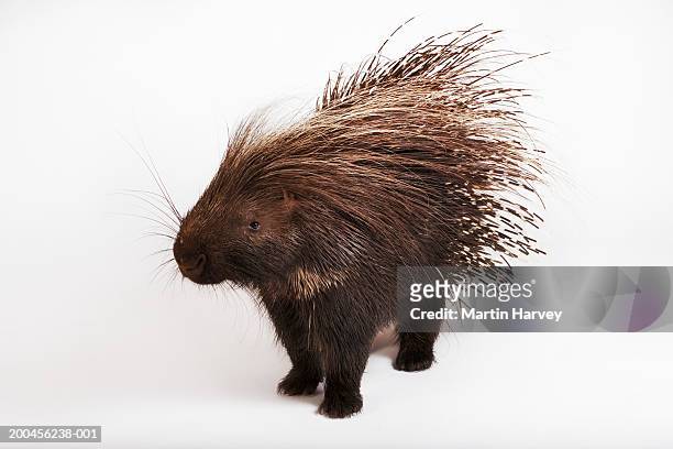 cape porcupine (hystrix africaeaustralis) against white background - porcupine stockfoto's en -beelden