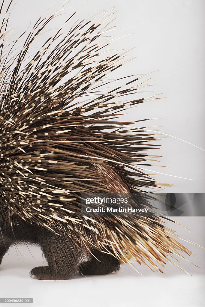 Cape porcupine (Hystrix africaeaustralis), low section