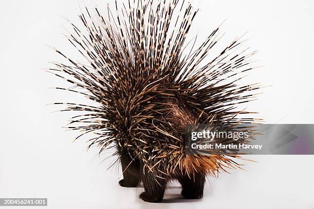 cape porcupine (hystrix africaeaustralis), rear view - puercoespín fotografías e imágenes de stock