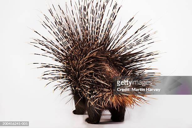 cape porcupine (hystrix africaeaustralis), rear view - porcupine stockfoto's en -beelden