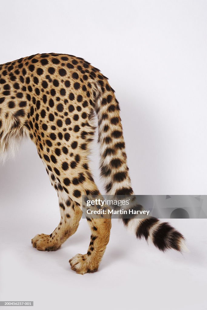 Cheetah (Acinonyx jubatus) against white background, low section