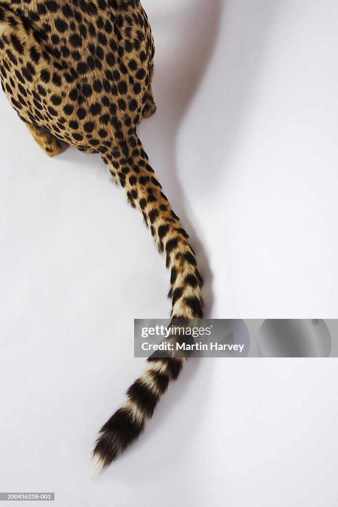 Cheetah (Acinonyx jubatus) against white background, rear end