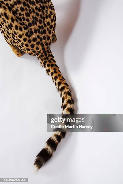 cheetah (acinonyx jubatus) against white background, rear end - tail 個照片及圖片檔