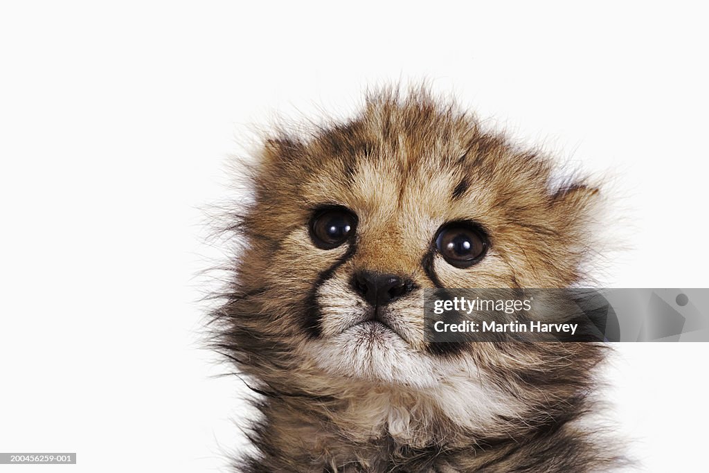 Cheetah cub (Acinonyx jubatus) against white background, close-up