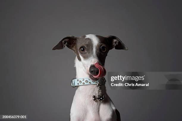 dog licking his nose - greyhounds stock pictures, royalty-free photos & images