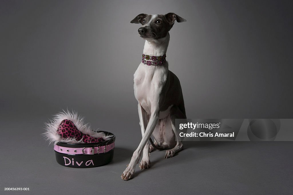 Dog with diva bowl