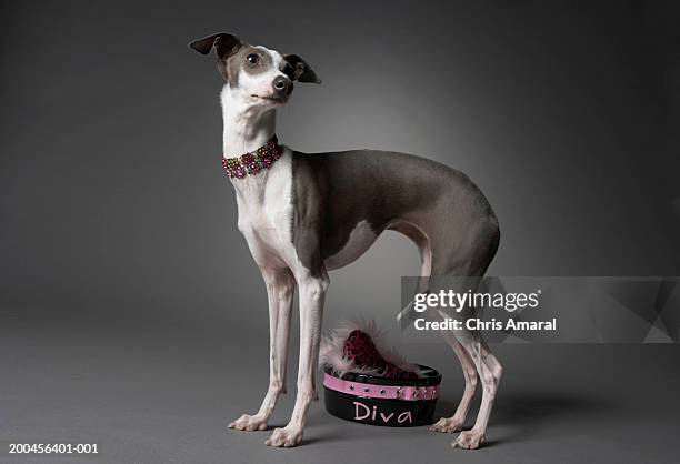 dog standing over diva bowl - diva stock-fotos und bilder