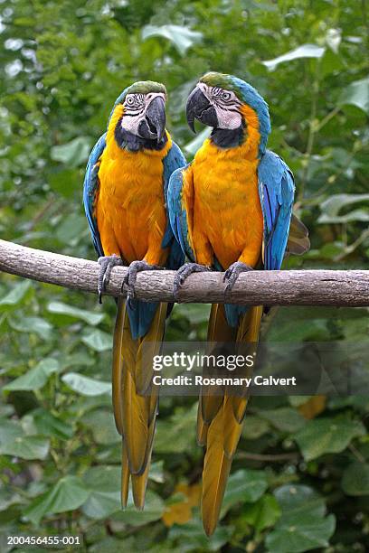 two blue and yellow macaws(ara ararauna) perched on branch - gold and blue macaw stock pictures, royalty-free photos & images