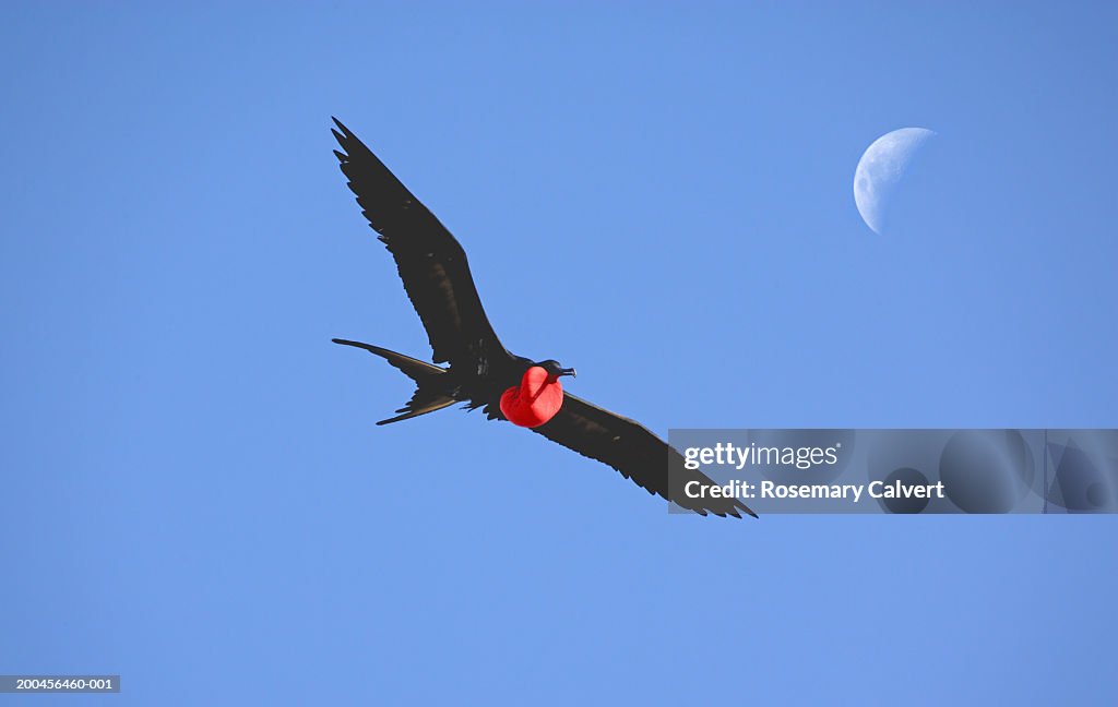 Great frigate bird (Fregata minor) flying, with moon, low angle view