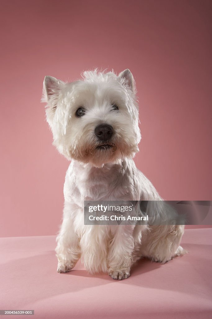 West Highland Terrier High-Res Stock Photo Getty Images