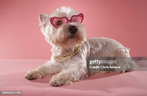 west highland terrier wearing necklace and glasses - pink pearls stockfoto's en -beelden