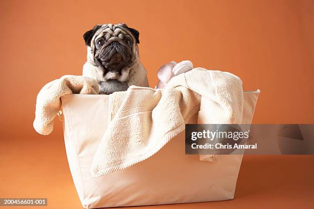 dog in laundry basket - washing basket stock pictures, royalty-free photos & images