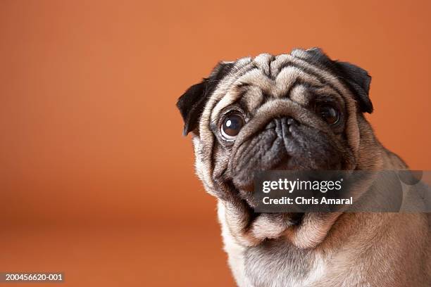 dog, close-up - pug stock pictures, royalty-free photos & images