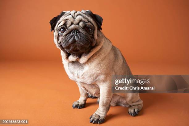 dog - pug stock pictures, royalty-free photos & images