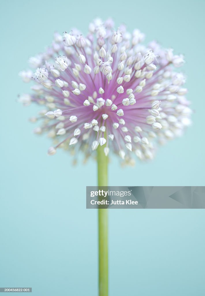 Allium blossom, close-up