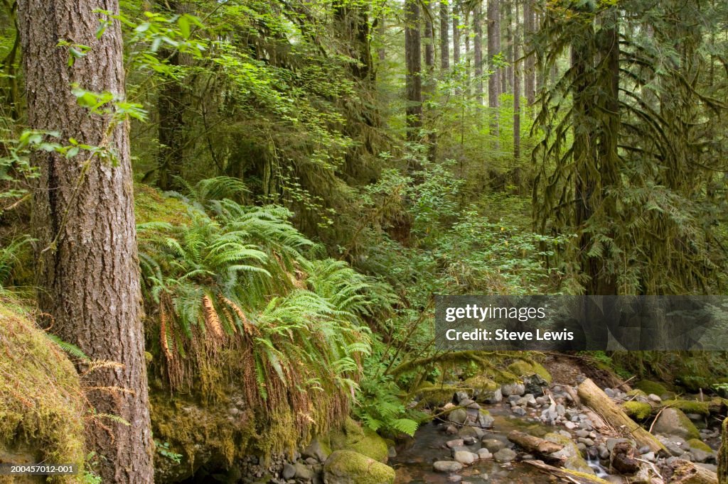 USA, Oregon, Cascade Mountains, pacific silver fir (Abies amabilis)