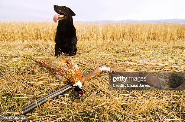 black labrador retriever sitting beside shotgun and dead pheasant - montana black stock pictures, royalty-free photos & images