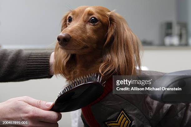 woman brushing red long haired dachshund - dog coat stock pictures, royalty-free photos & images