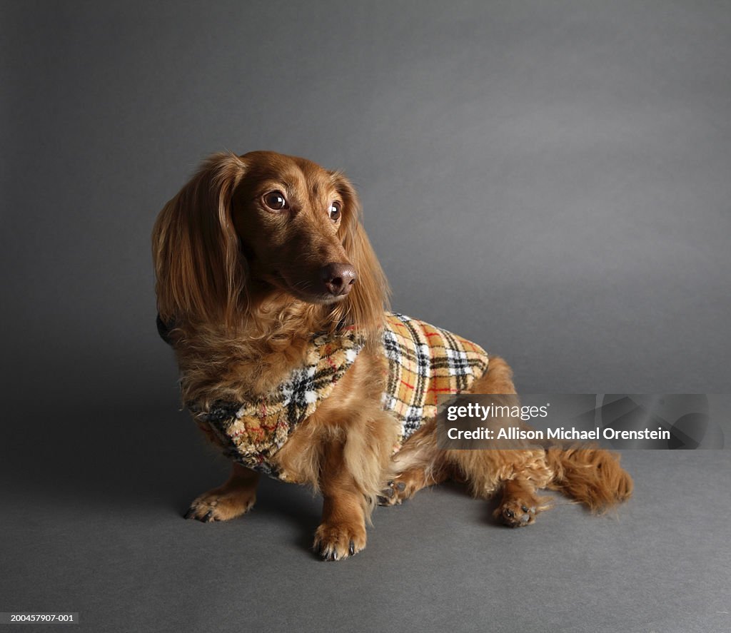 Long Haired Dachshund Wearing Coat High-Res Stock Photo Getty Images