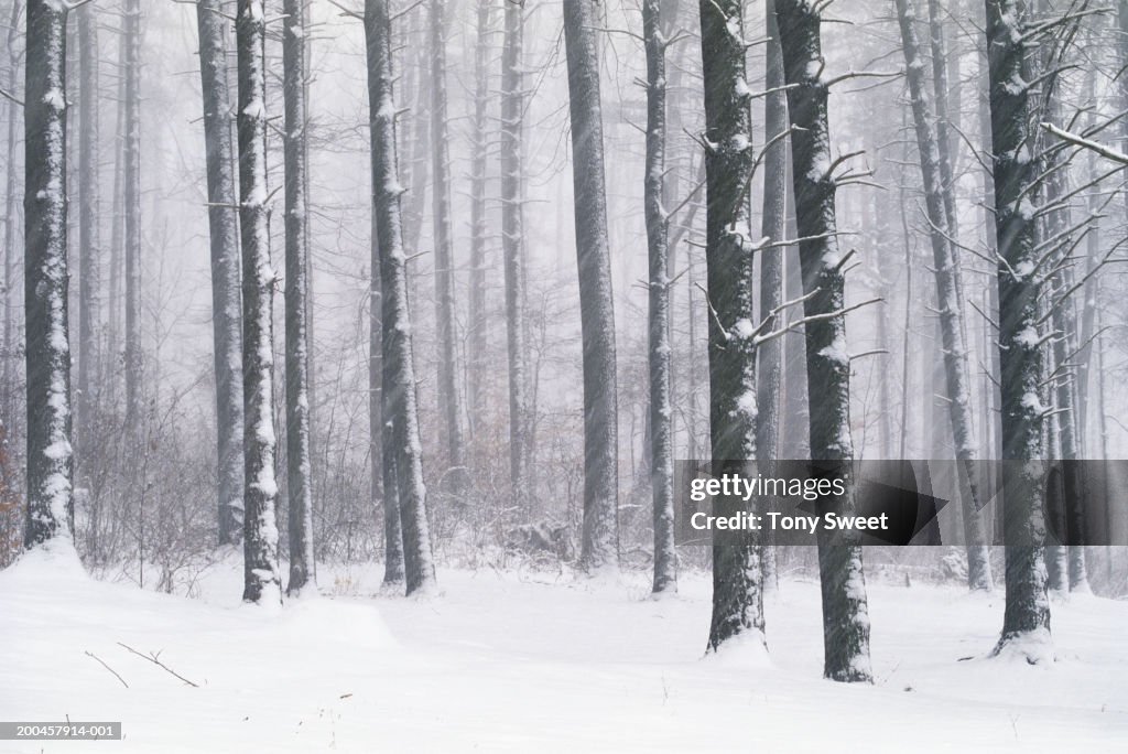 USA, Maryland, Loch Raven, snow covered trees