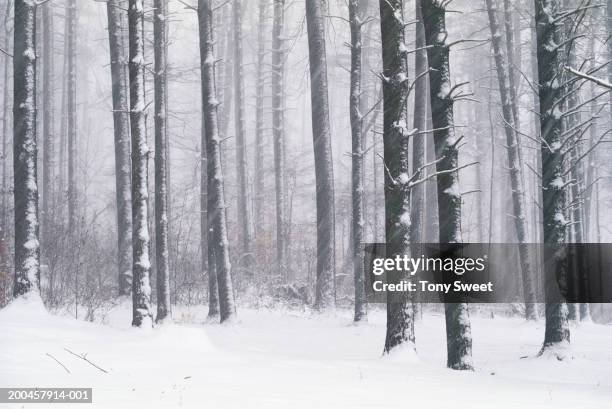 usa, maryland, loch raven, snow covered trees - loch raven stock pictures, royalty-free photos & images