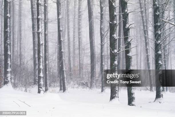 usa, maryland, loch raven, snow covered trees - snowy forest stock pictures, royalty-free photos & images