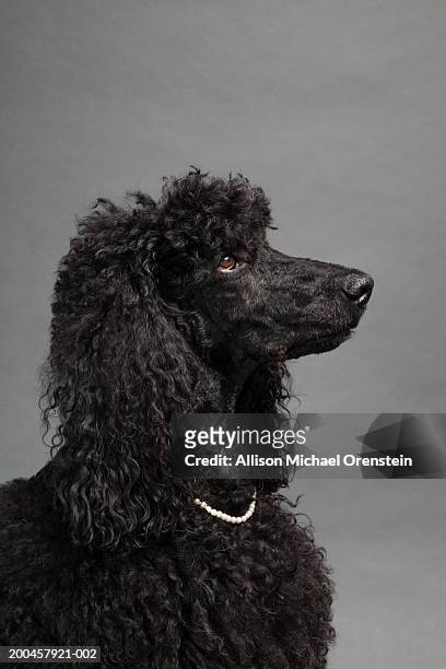 black poodle wearing pearl necklace - pearl jewelry stock-fotos und bilder