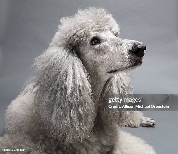 silver poodle - miniature poodle stock pictures, royalty-free photos & images